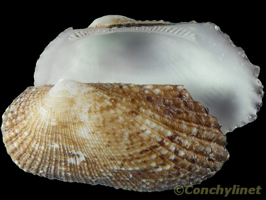 Barbatia cometa