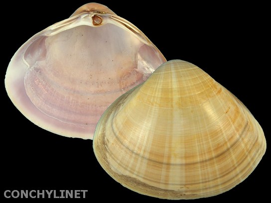 Mactra stultorum