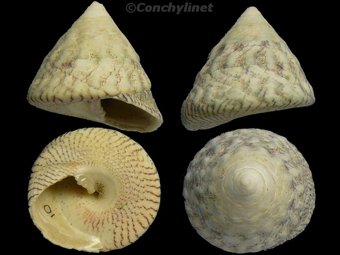 Trochus hanleyanus