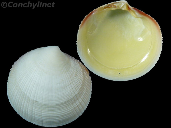 Codakia paytenorum