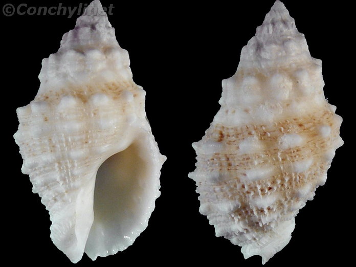 Drupella rugosa