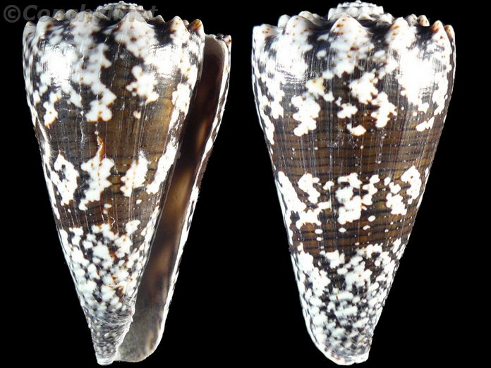 Conus fuscatus
