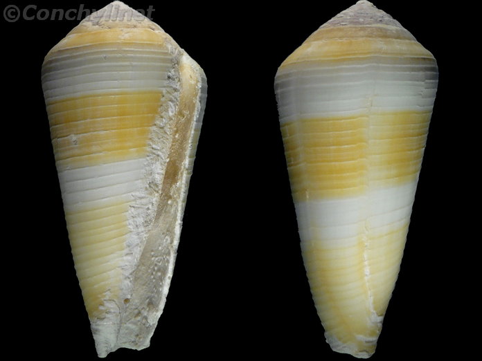 Conus terebra