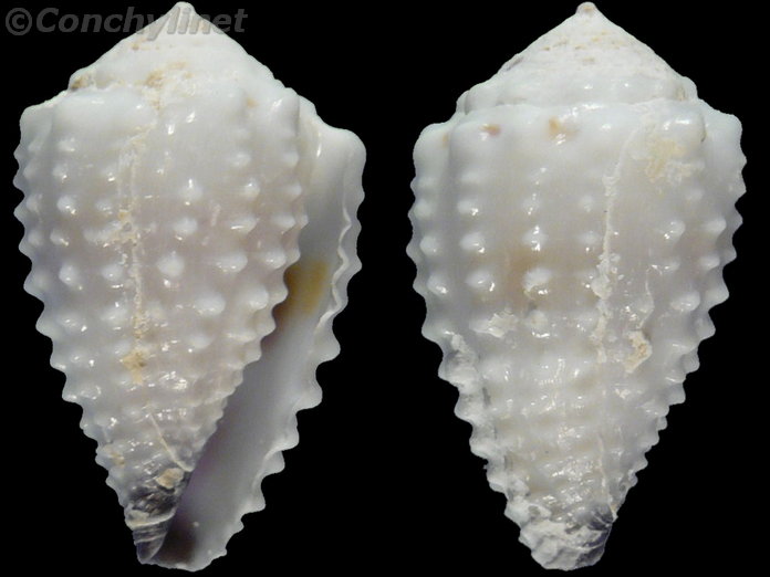Conus nanus