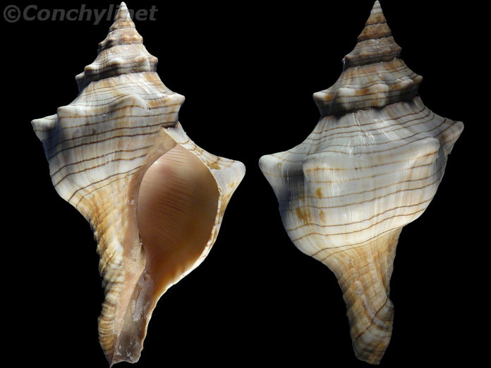 Pleuroploca trapezium