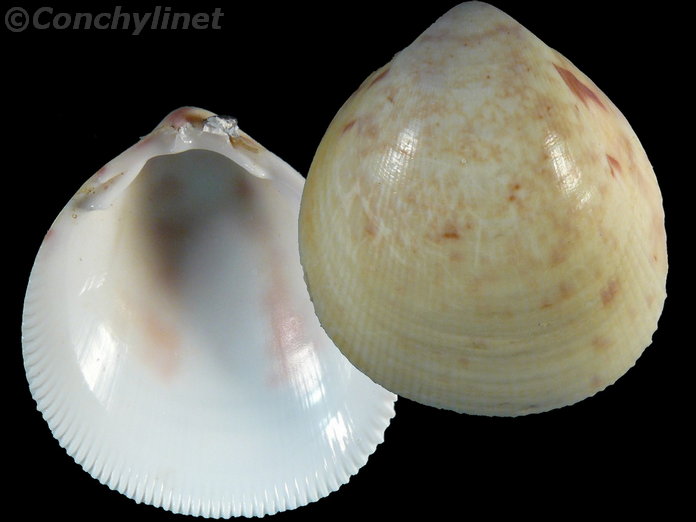 Laevicardium biradiatum