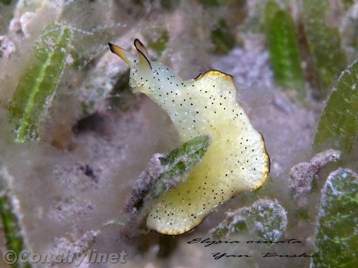 Elysia ornata