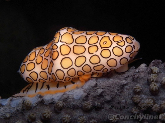 Cyphoma gibbosum