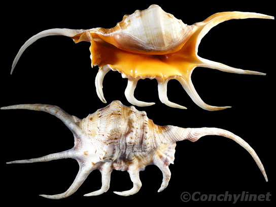 Lambis crocata