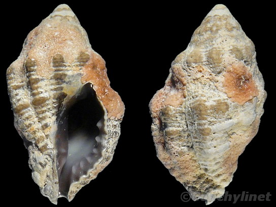 Drupella margariticola