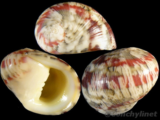 Nerita polita