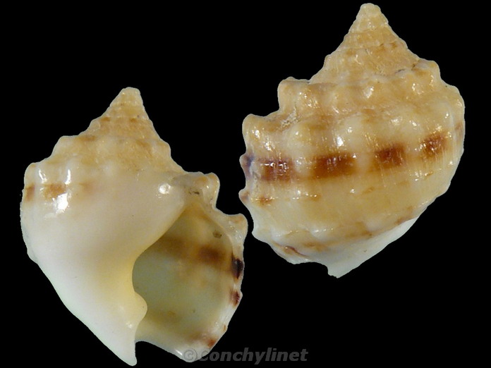 Nassarius oneratus