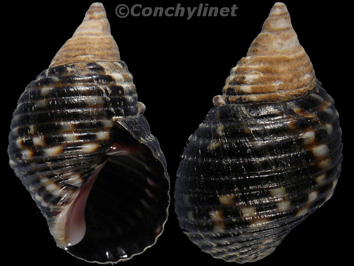 Planaxis sulcatus