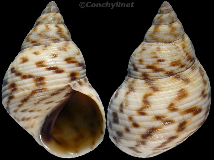 Littoraria undulata