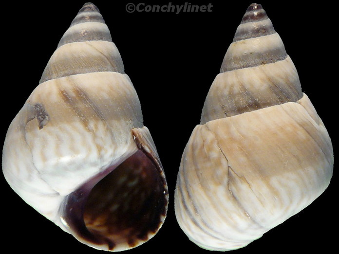 Littoraria mauritiana