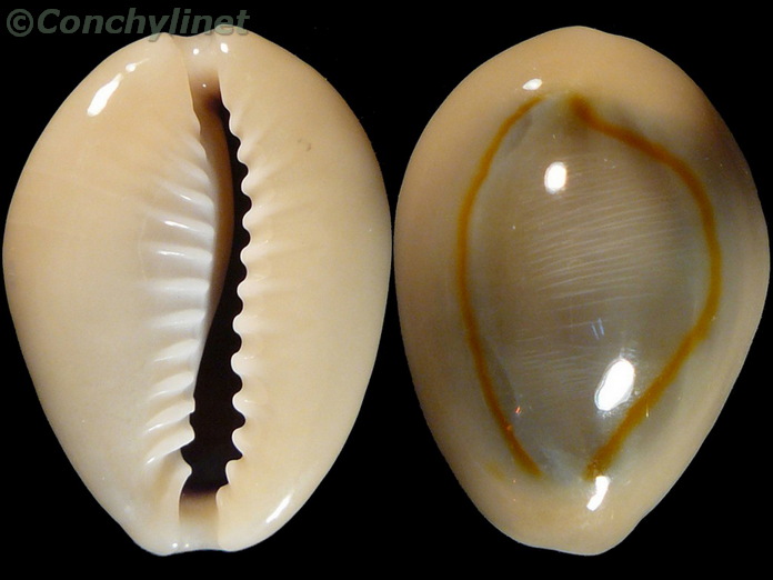 Cypraea annulus