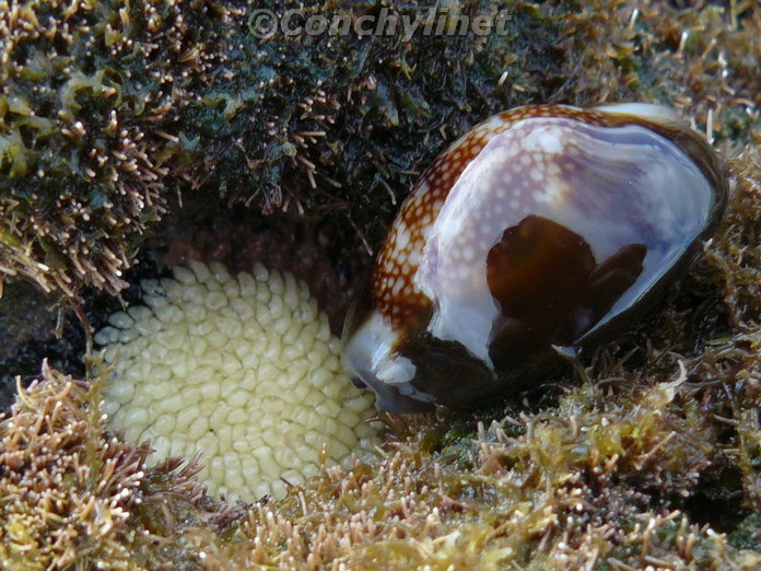 Cypraea caputserpentis