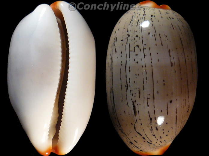 Cypraea isabella