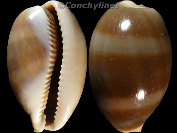 Cypraea vitellus