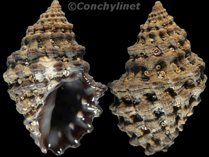 Neothais marginatra