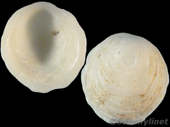 Antisabia foliacea