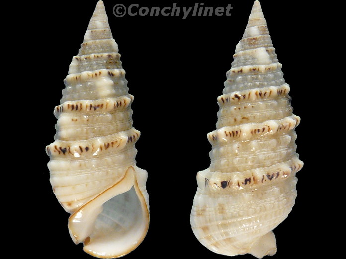 Rhinoclavis sinensis