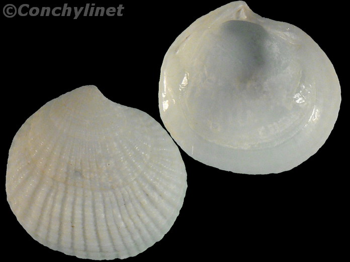 Codakia minuata