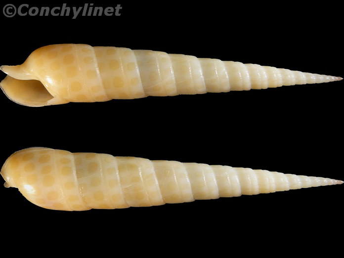 Terebra argus