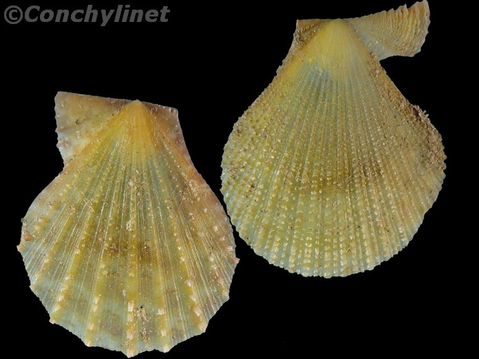 Laevichlamys lemniscata