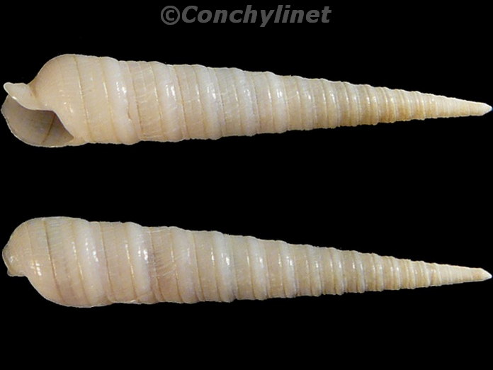 Terebra laevigata