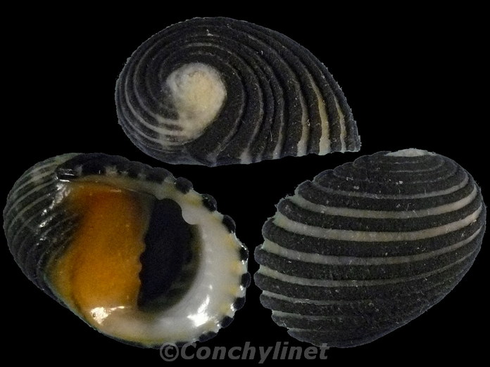 Nerita magdalenae