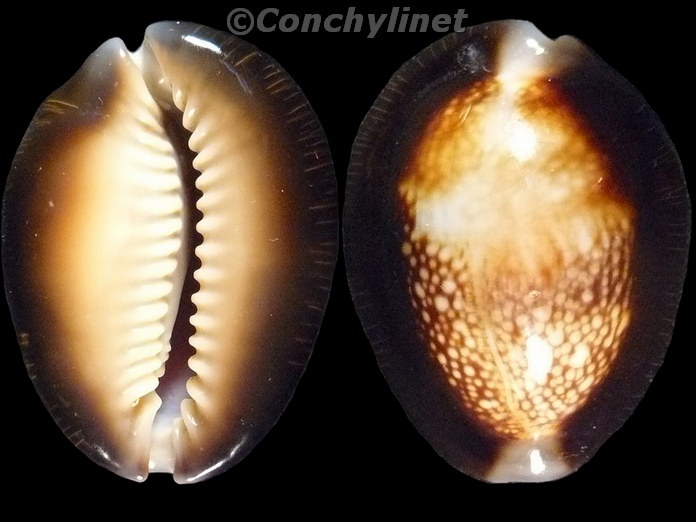 Cypraea caputserpentis