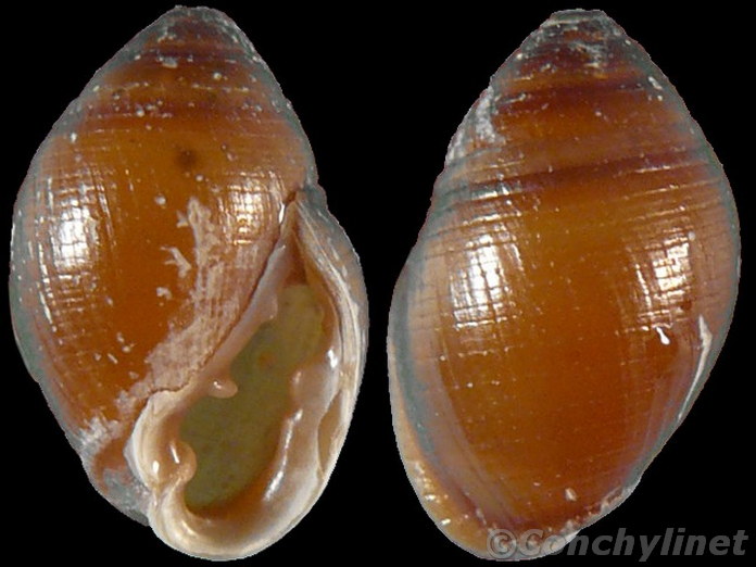 Pedipes affinis