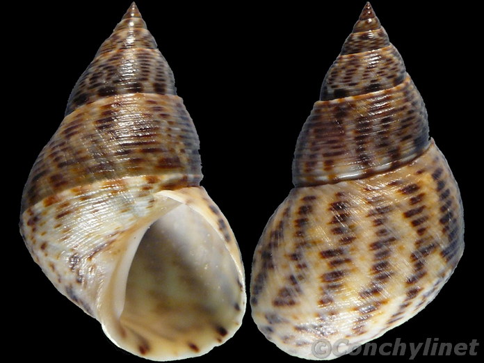 Littoraria scabra
