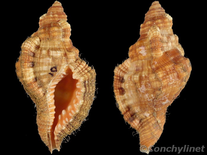 Monoplex aquatilis
