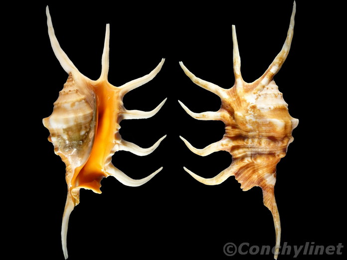 Lambis crocata