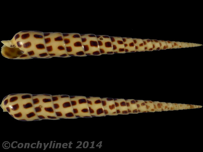 Terebra subulata