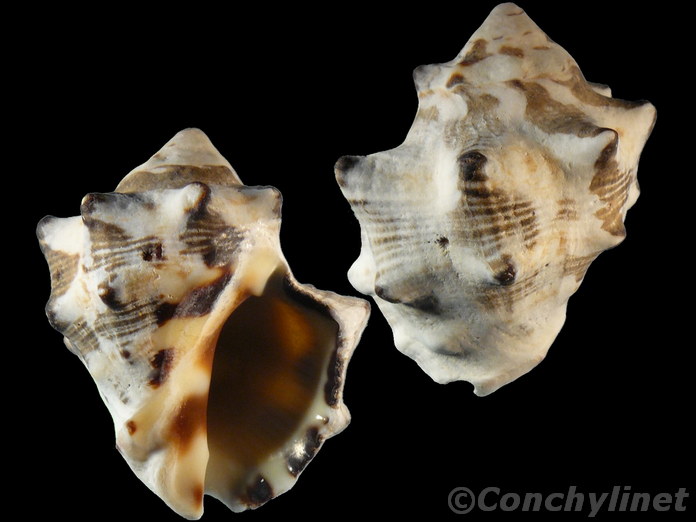 Thais tuberosa