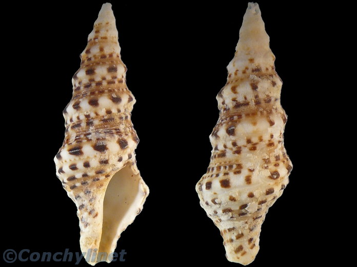 Turris spectabilis