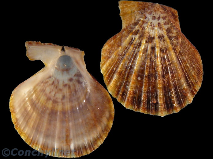 Laevichlamys lemniscata