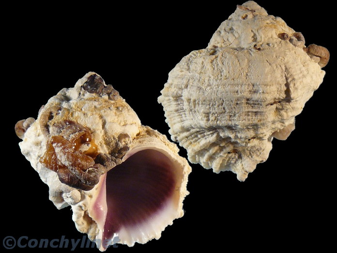 Coralliophila erosa
