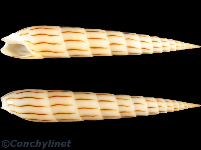 Hastula lanceata