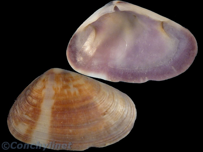 Donax cuneatus