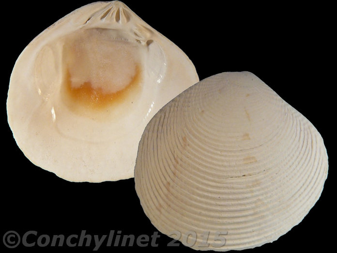 Circe tumefacta