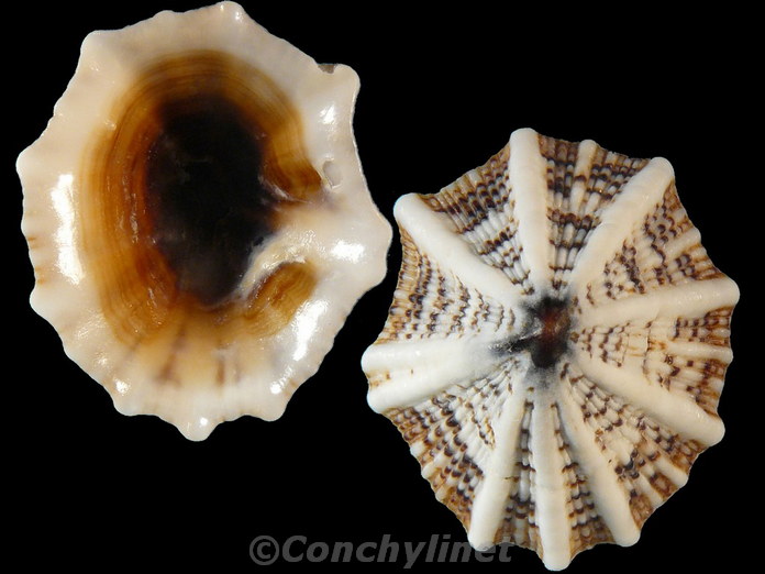 Siphonaria laciniosa