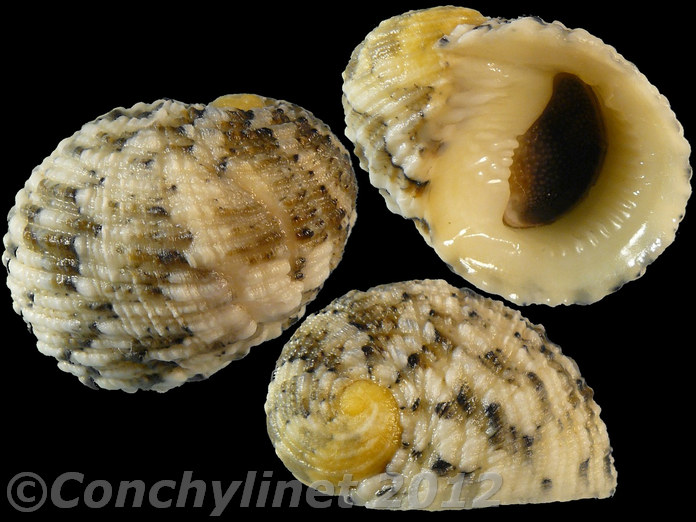 Nerita histrio