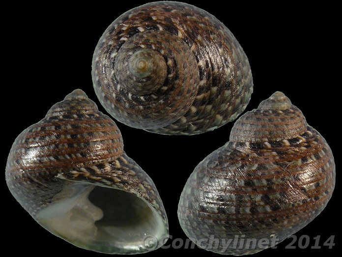 Monodonta canalifera