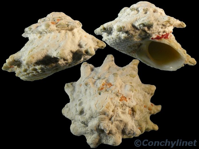 Astralium calcar
