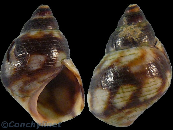 Littoraria undulata