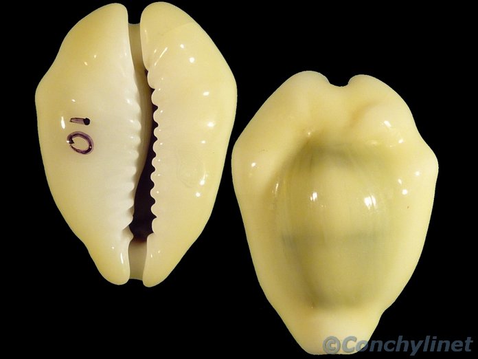 Cypraea moneta